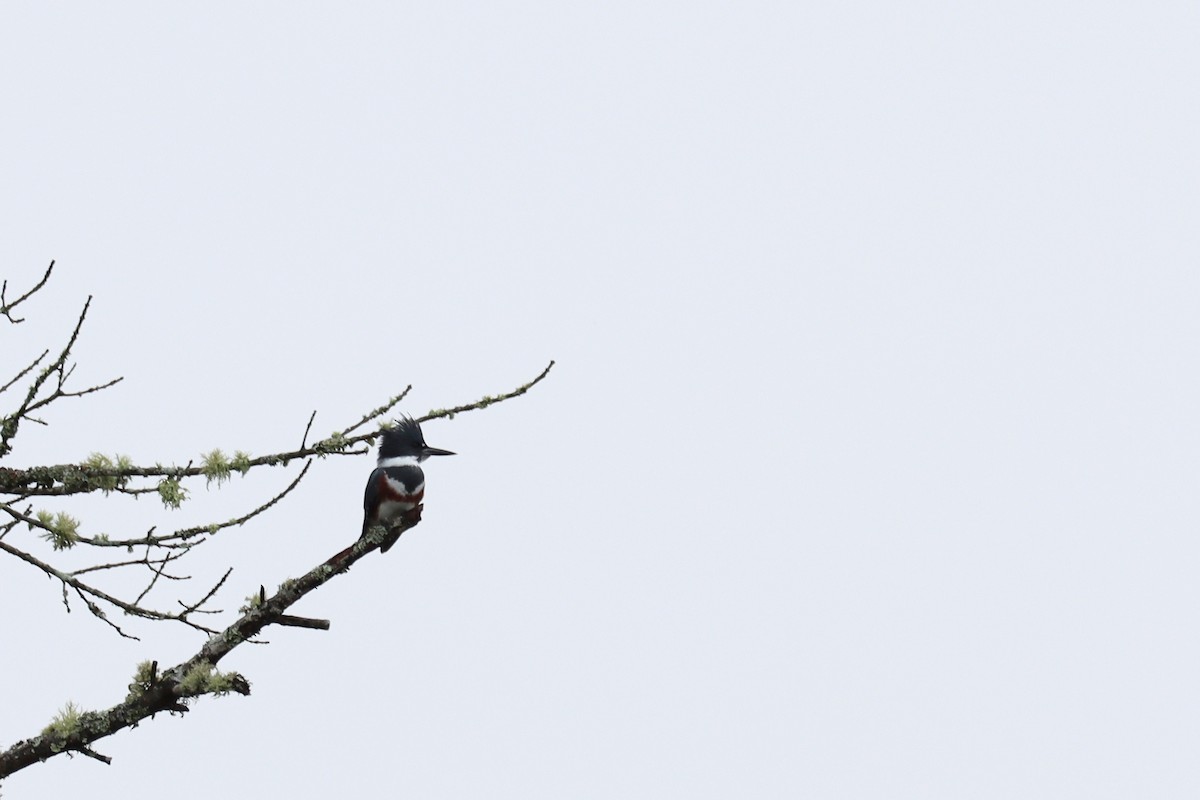 Belted Kingfisher - ML184303551