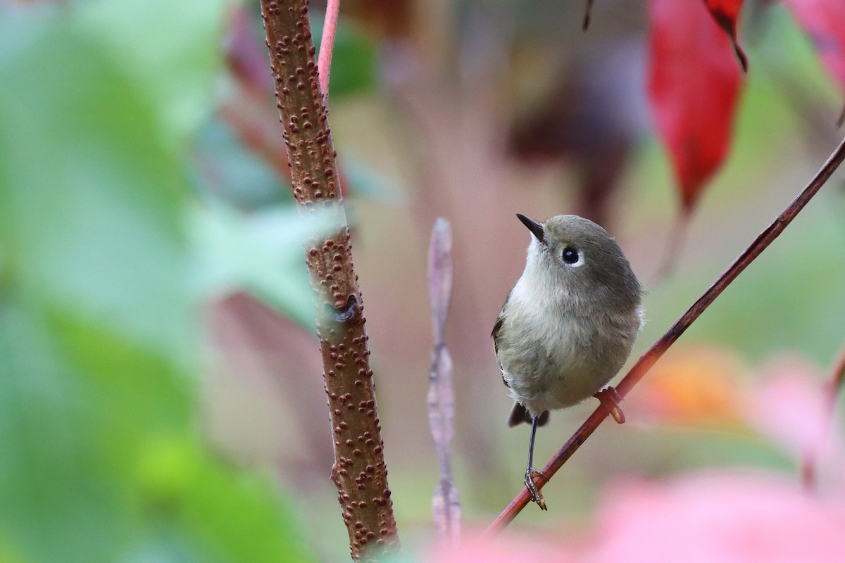 Ruby-crowned Kinglet - Colin Sumrall