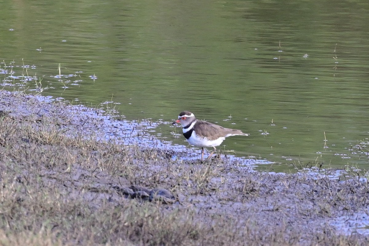 Three-banded Plover - ML184310141