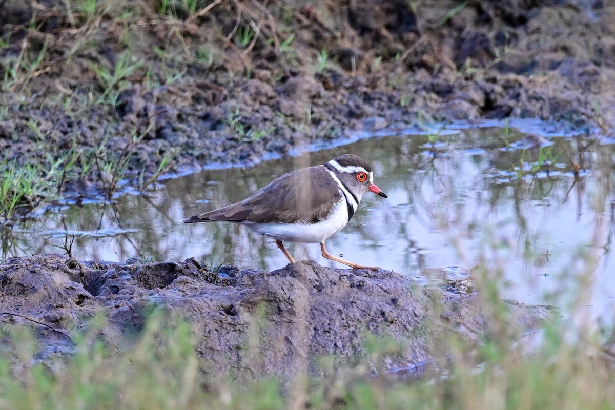 Three-banded Plover - Michael Hyman