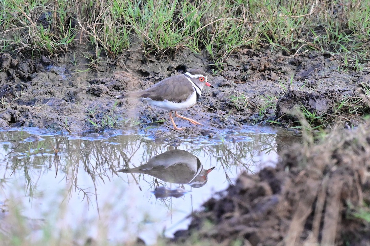 Three-banded Plover - ML184311141