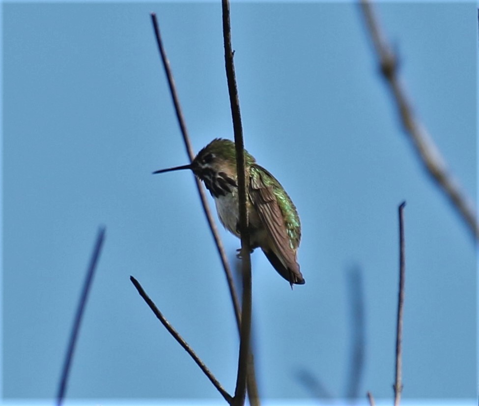 Calliope Hummingbird - ML184312181