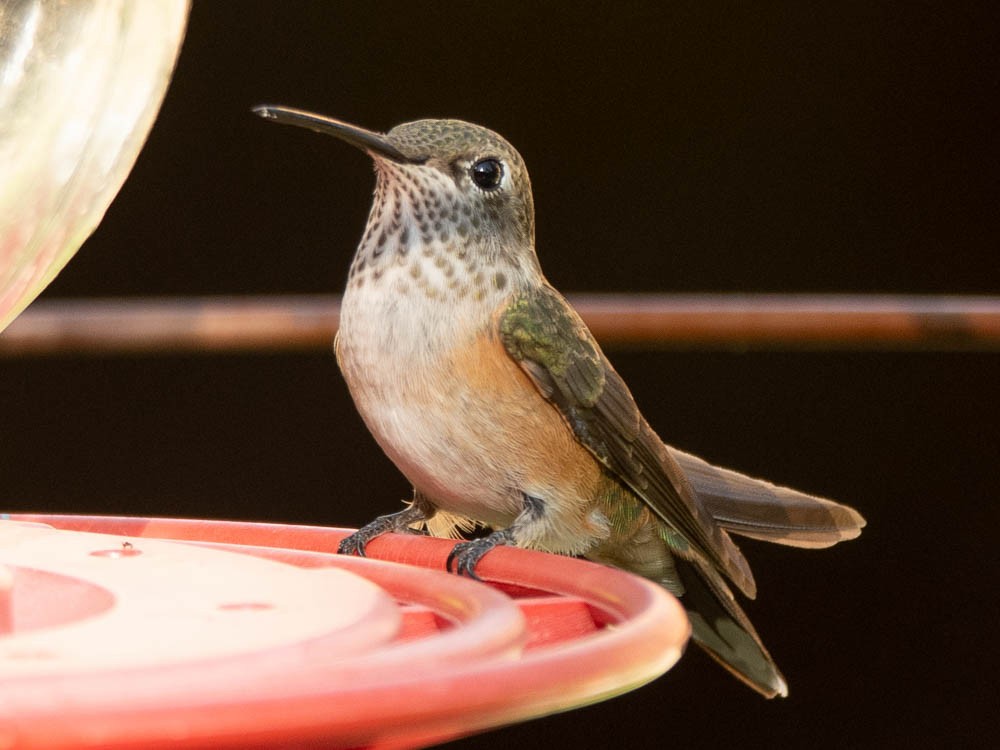 Broad-tailed Hummingbird - Aija Konrad