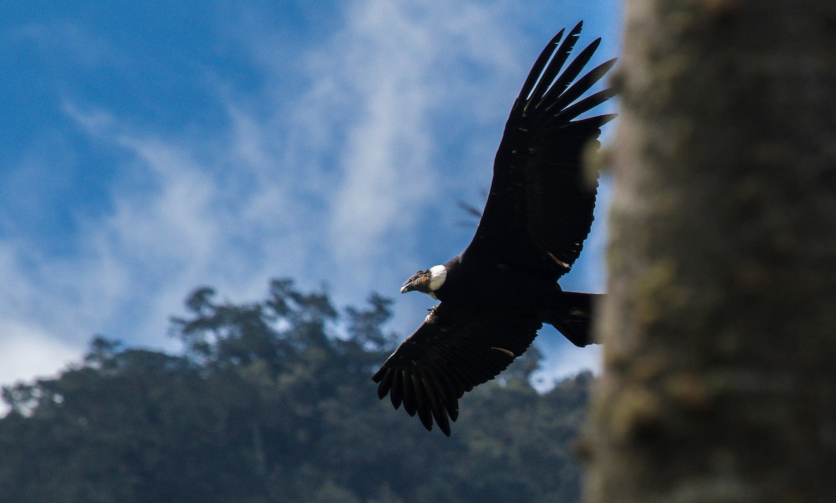 Andean Condor - David Monroy Rengifo