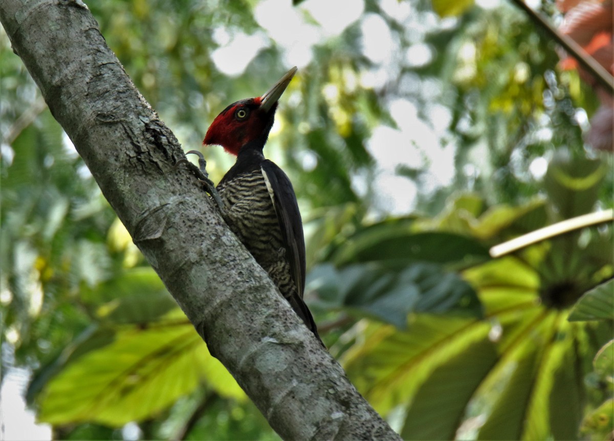 Pale-billed Woodpecker - Josue  de León Lux (Birding Guide) josuedeleonlux@gmail.com +502 3068 8988