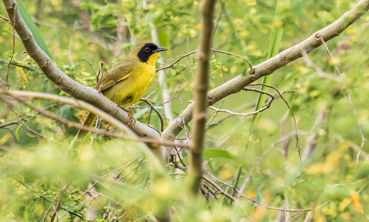 Olive-crowned Yellowthroat - ML184320231