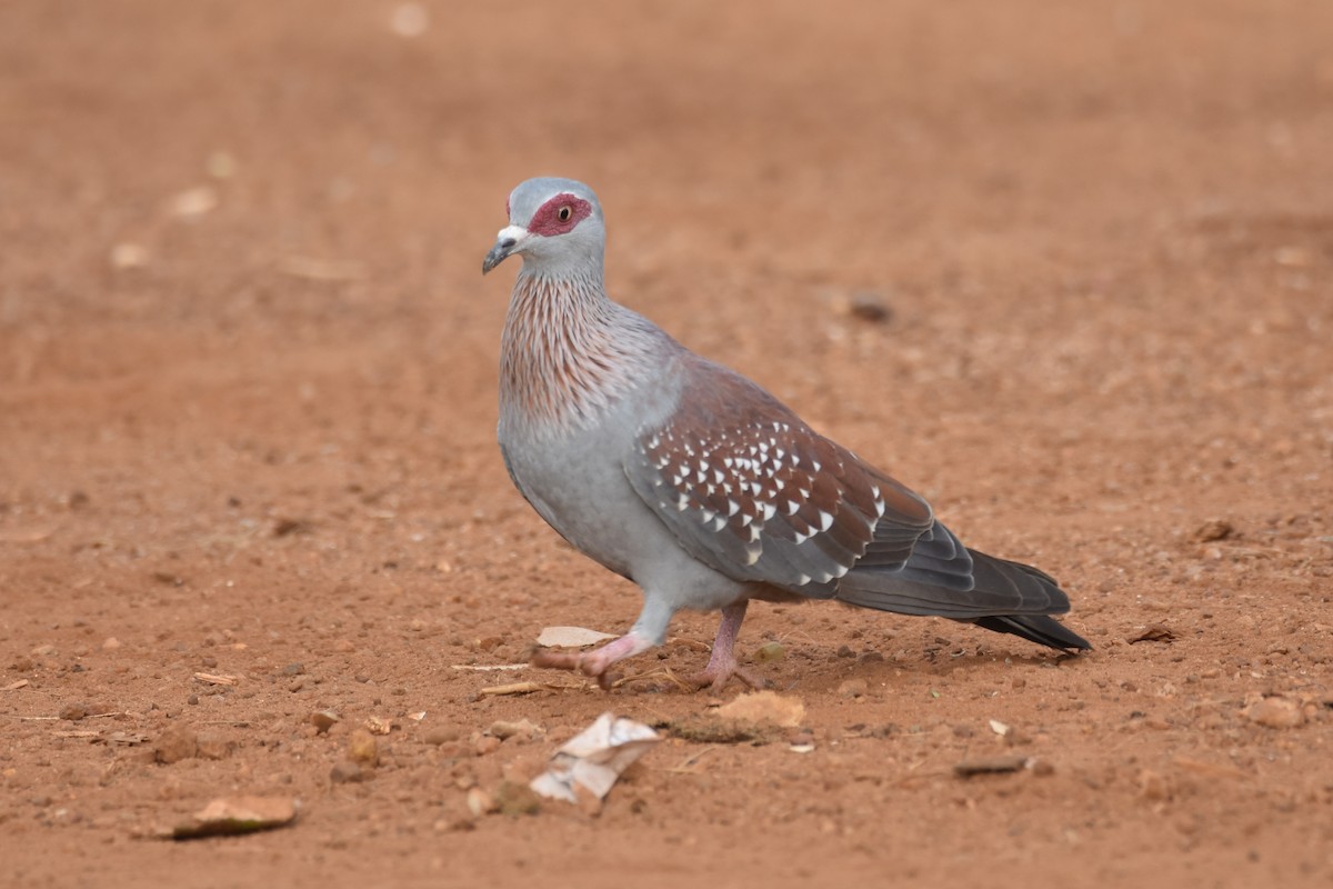 Speckled Pigeon - Santiago Caballero Carrera