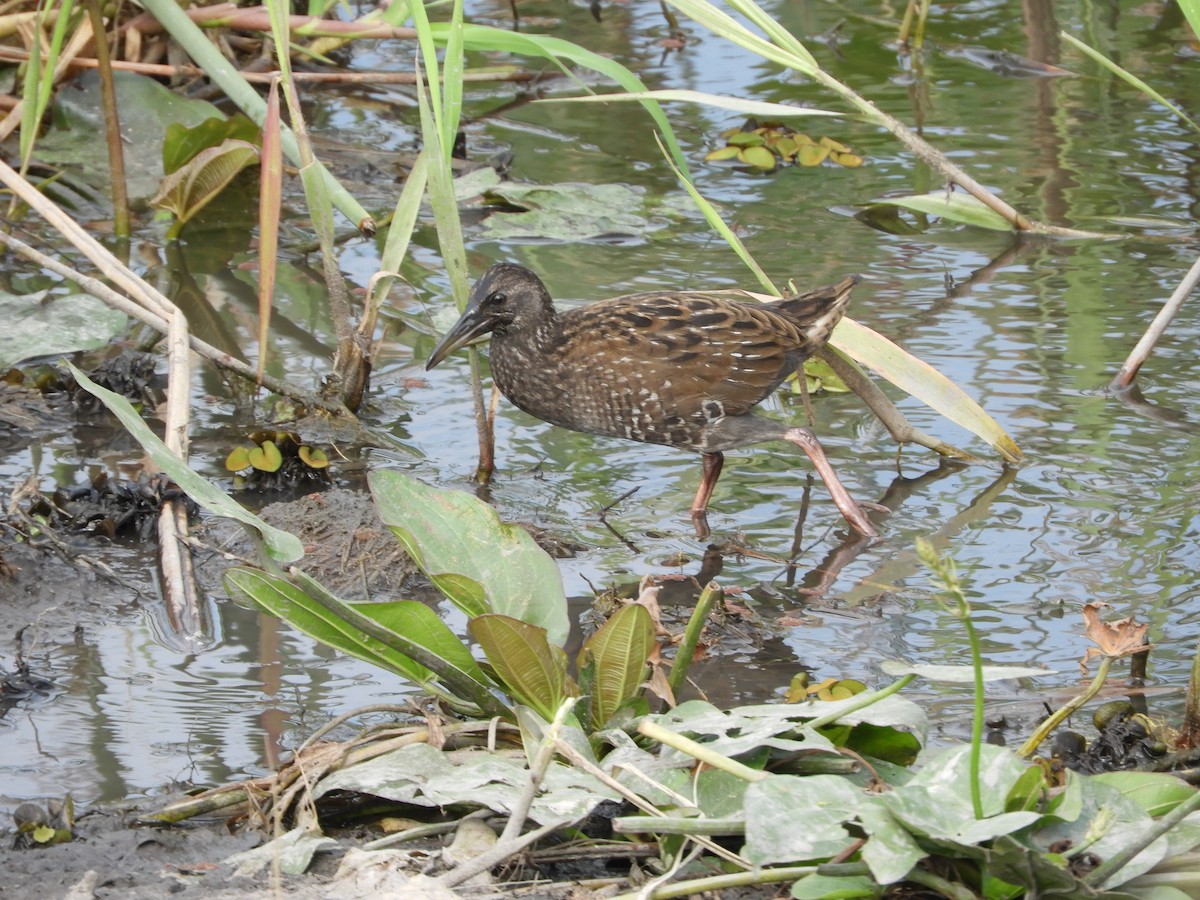 Spotted Rail - ML184325951