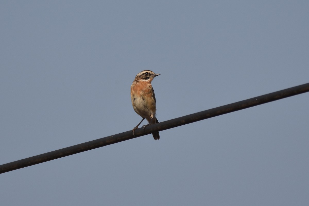 Whinchat - ML184326611