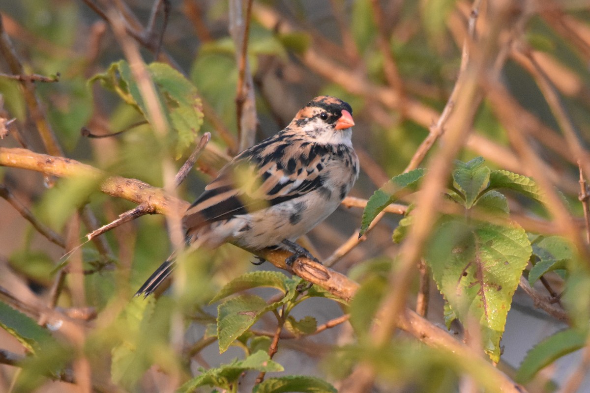 Pin-tailed Whydah - ML184327031