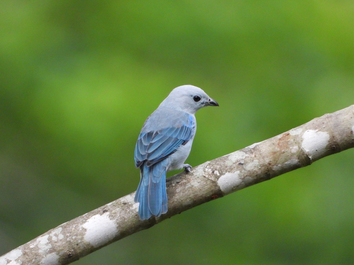 Blue-gray Tanager - ML184327871
