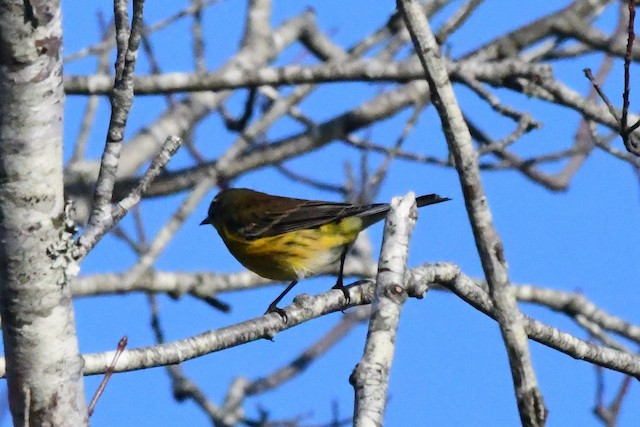 Chipe de Magnolias x Rabadilla Amarilla (híbrido) - eBird