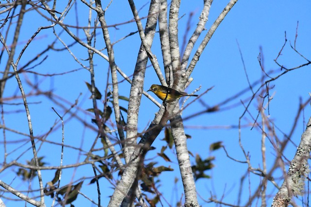 Chipe de Magnolias x Rabadilla Amarilla (híbrido) - eBird