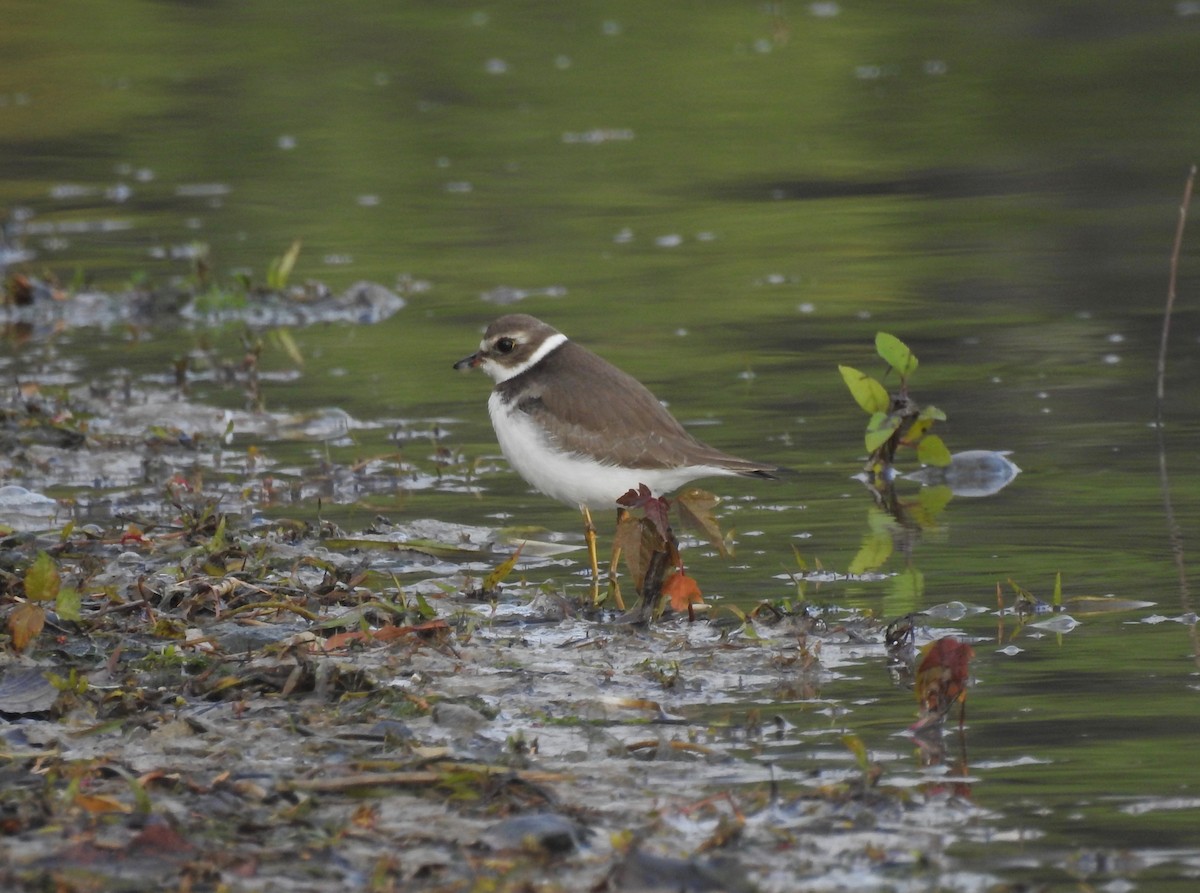 Semipalmated Plover - ML184338651
