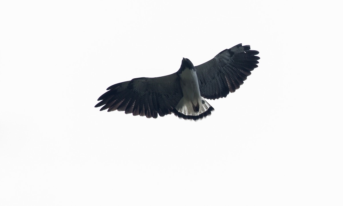 White-tailed Hawk - David Monroy Rengifo