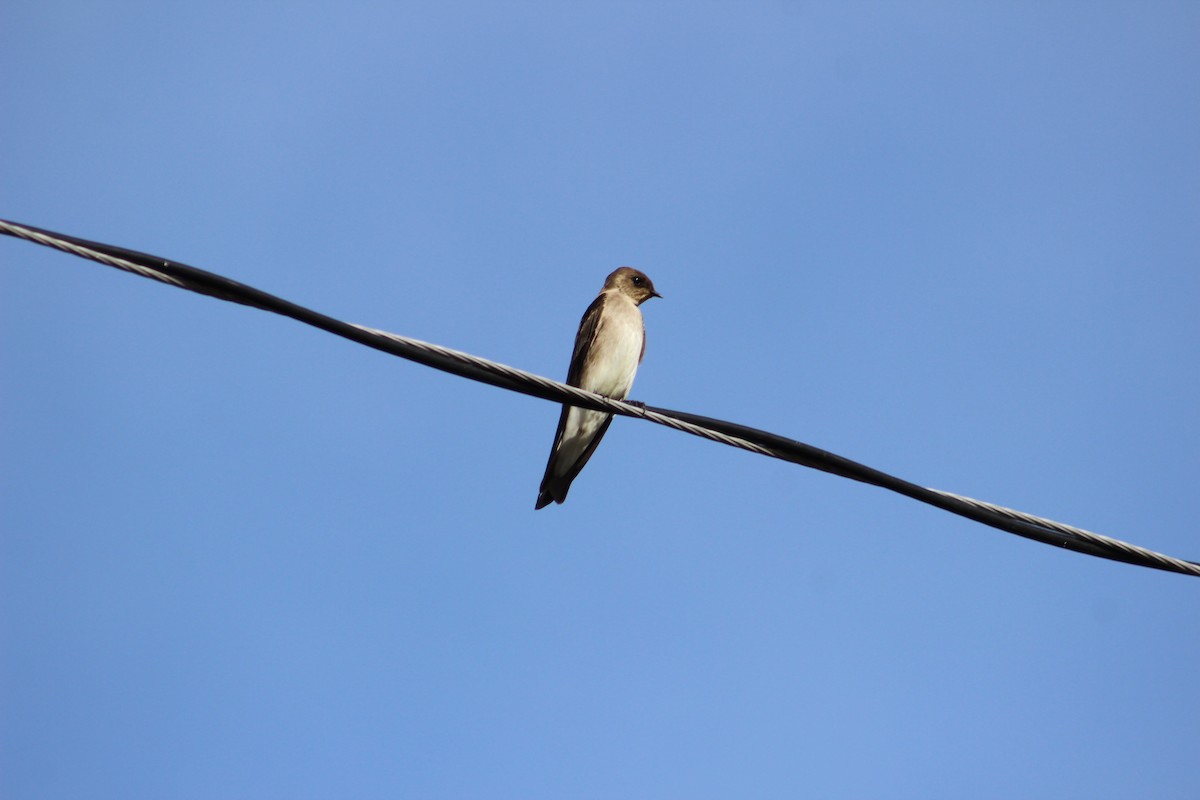 Northern Rough-winged Swallow - ML184342101