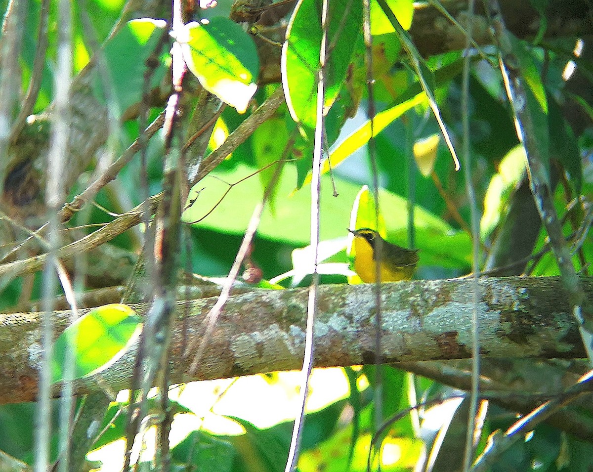 Kentucky Warbler - Guatemala Quest