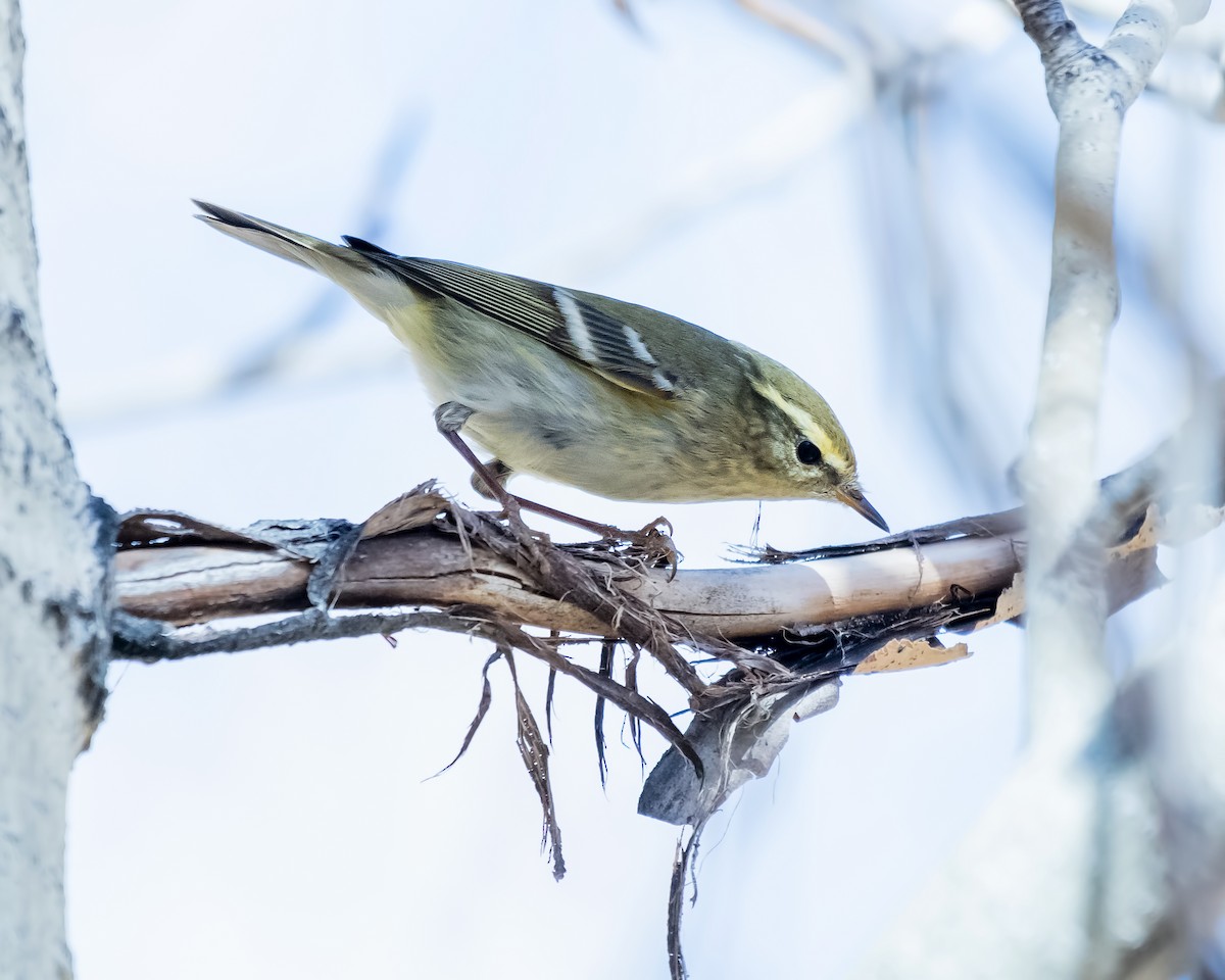 Yellow-browed Warbler - ML184345281