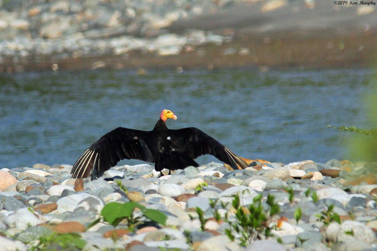 Greater Yellow-headed Vulture - ML184347241