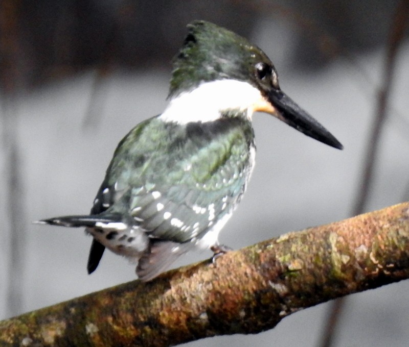 Green Kingfisher - Bill Fox