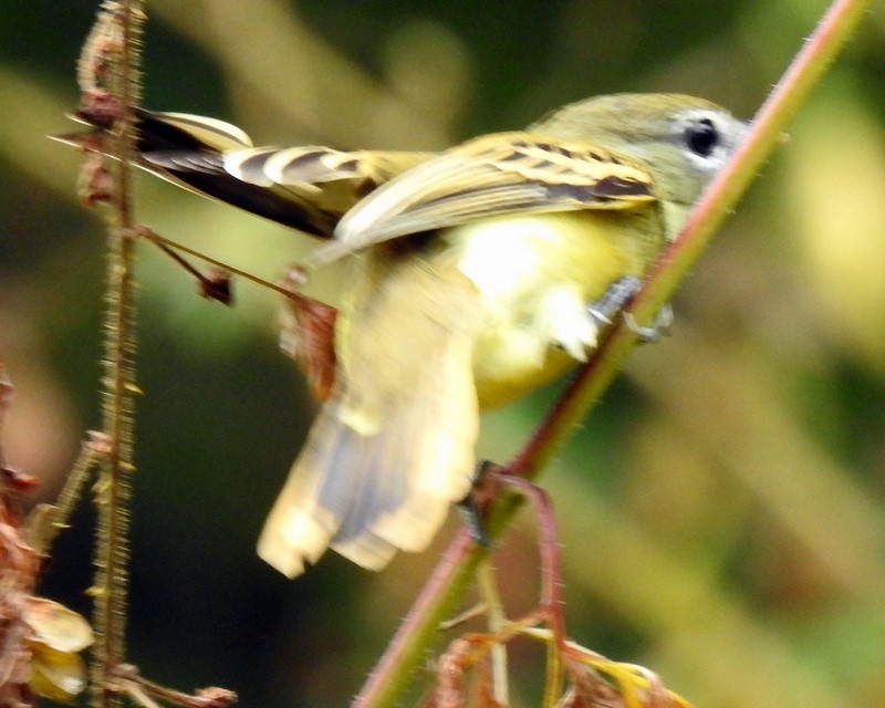 Yellow-bellied Flycatcher - ML184350751