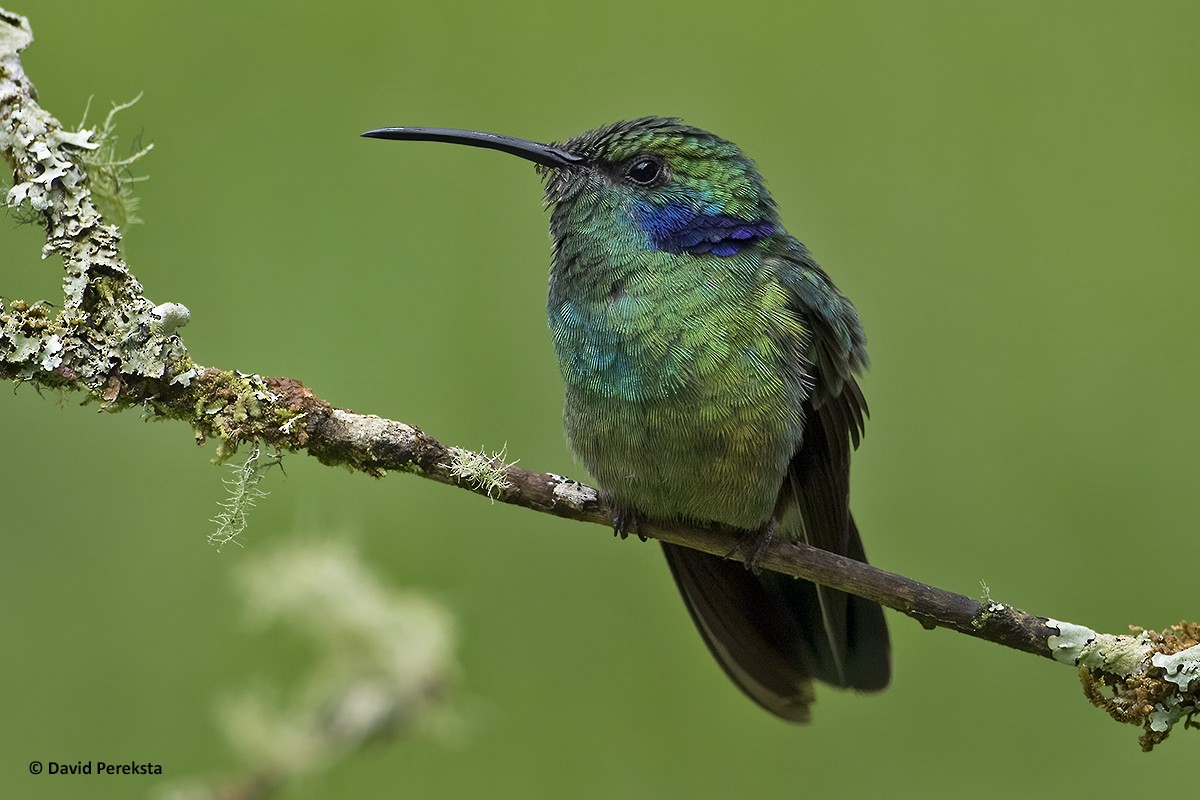 kolibřík modrouchý (ssp. cyanotus/crissalis) - ML184351651