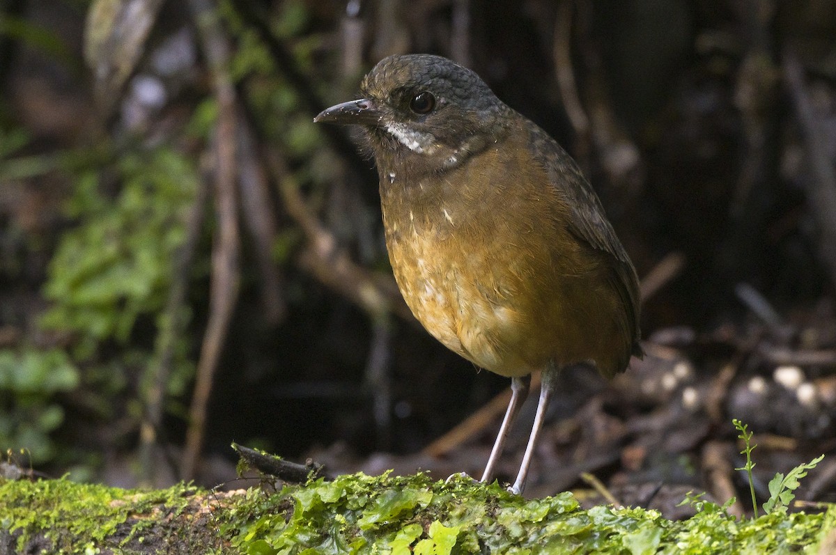 Moustached Antpitta - ML184352201