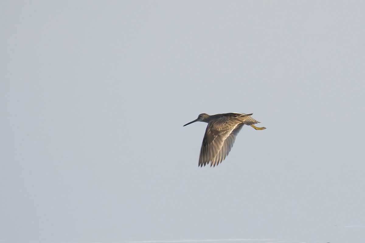 Long-billed Dowitcher - ML184352631