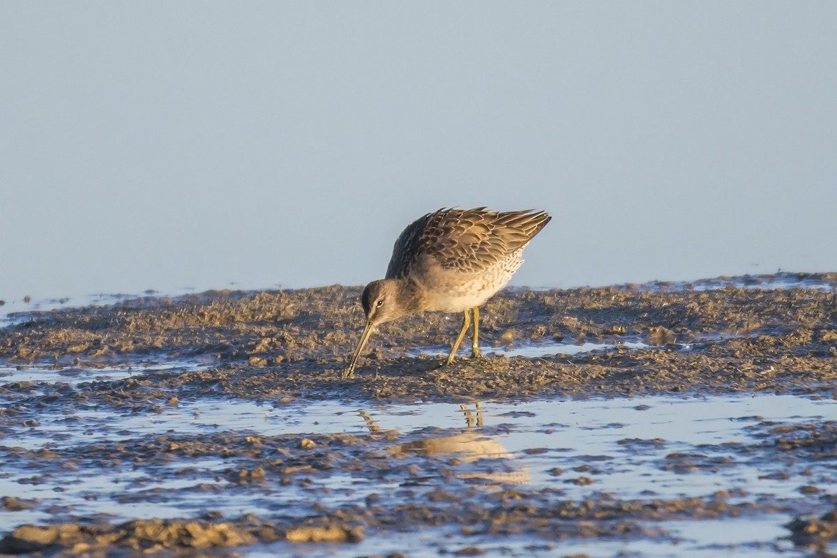 Long-billed Dowitcher - ML184352641