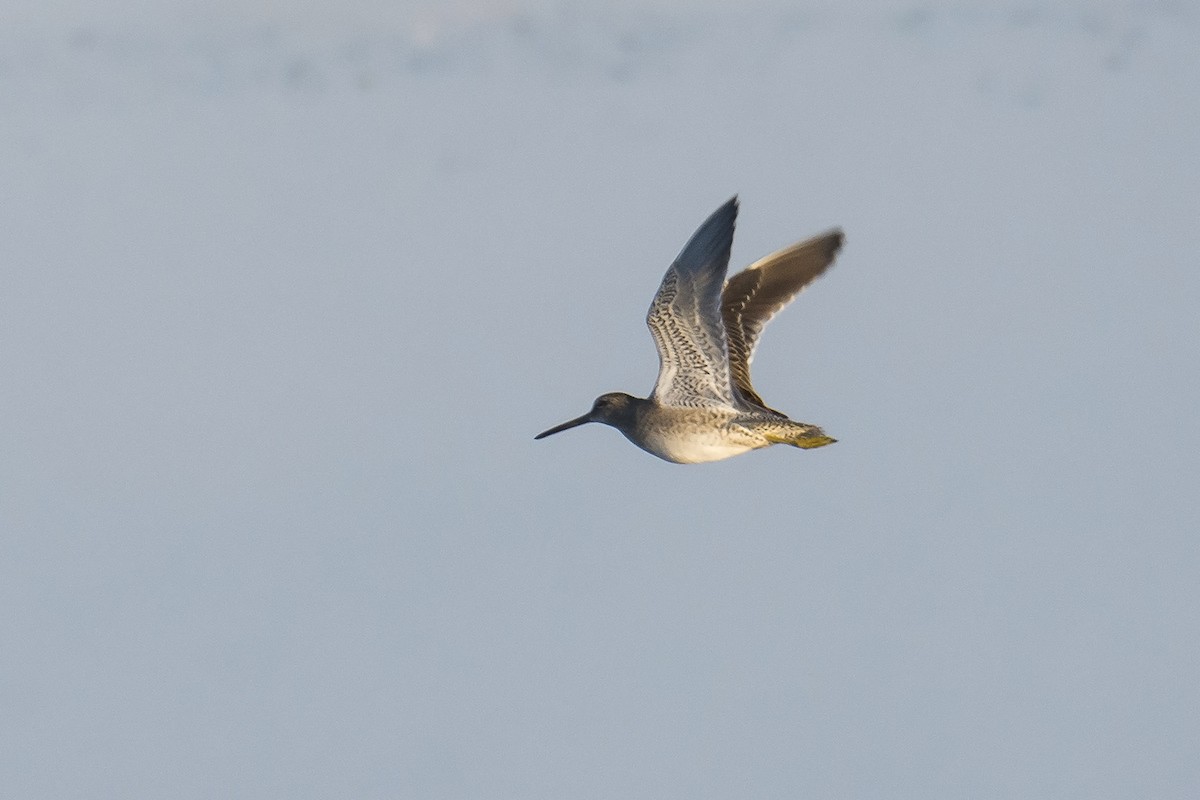Long-billed Dowitcher - ML184352671