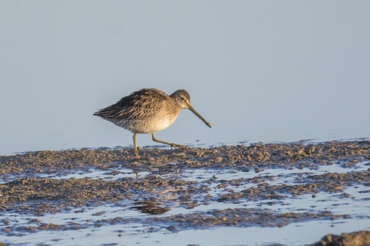 Long-billed Dowitcher - ML184352691