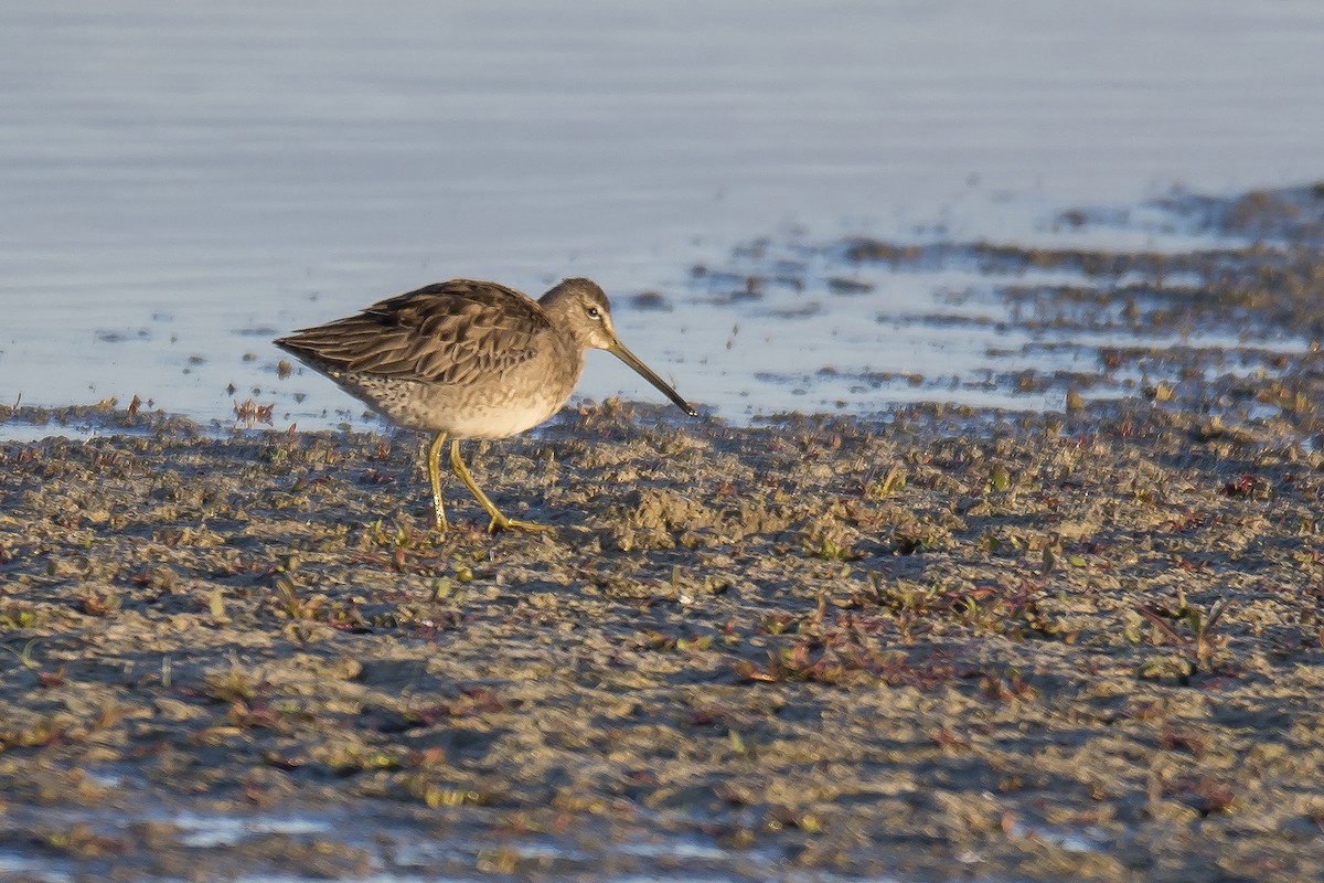 Long-billed Dowitcher - ML184352721