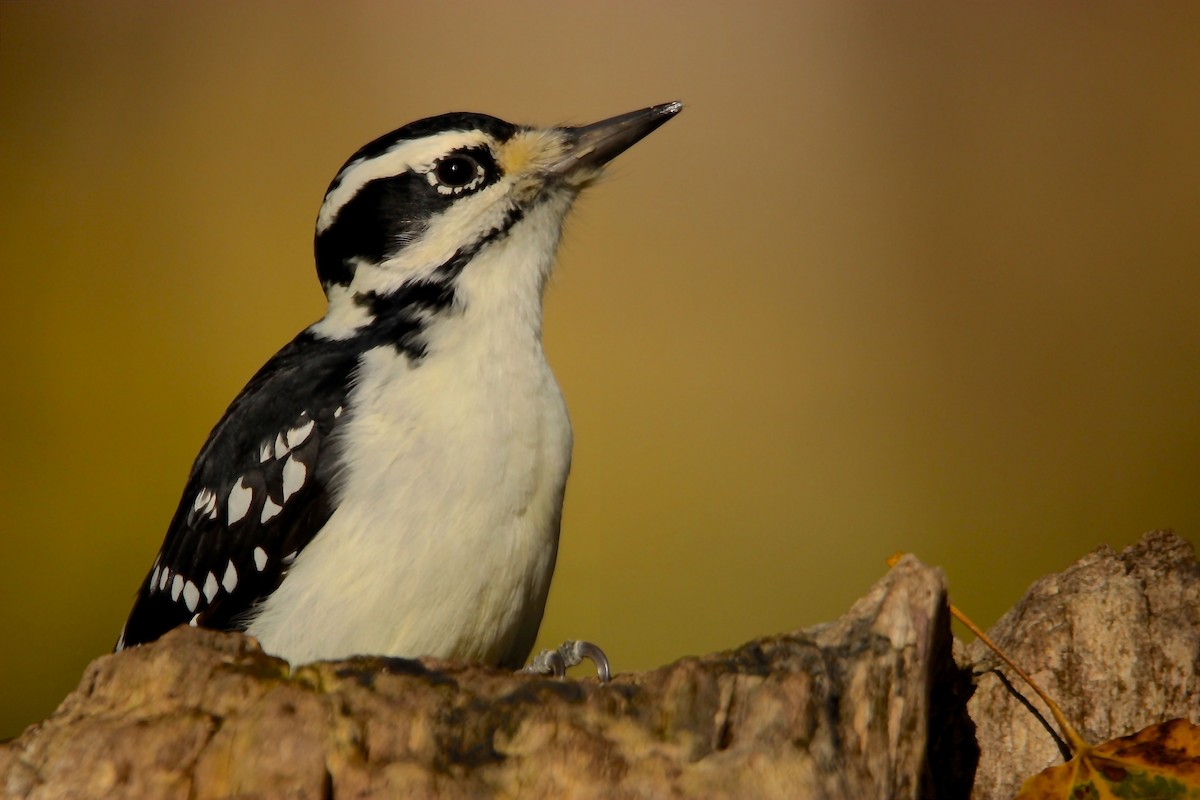 Hairy Woodpecker - Jean Chateauvert