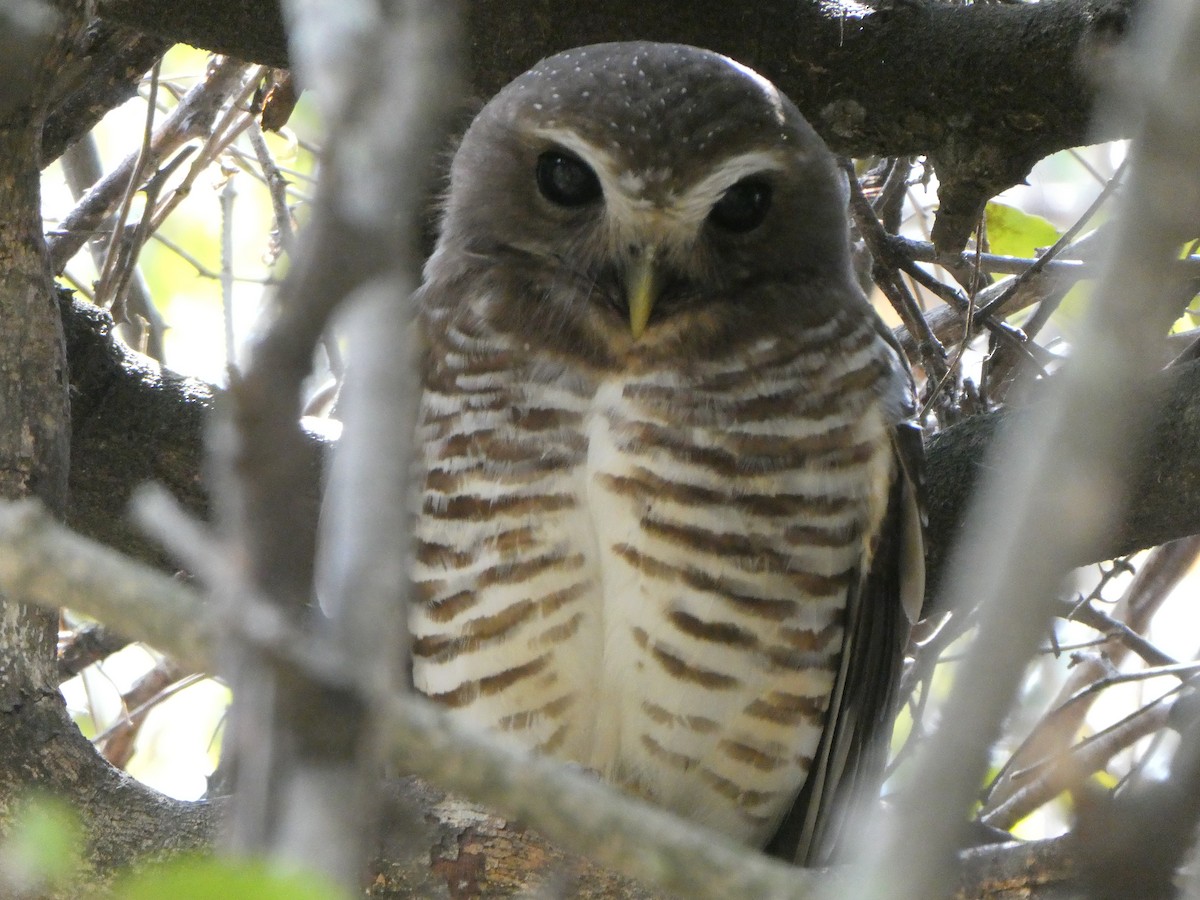 White-browed Owl - ML184358071