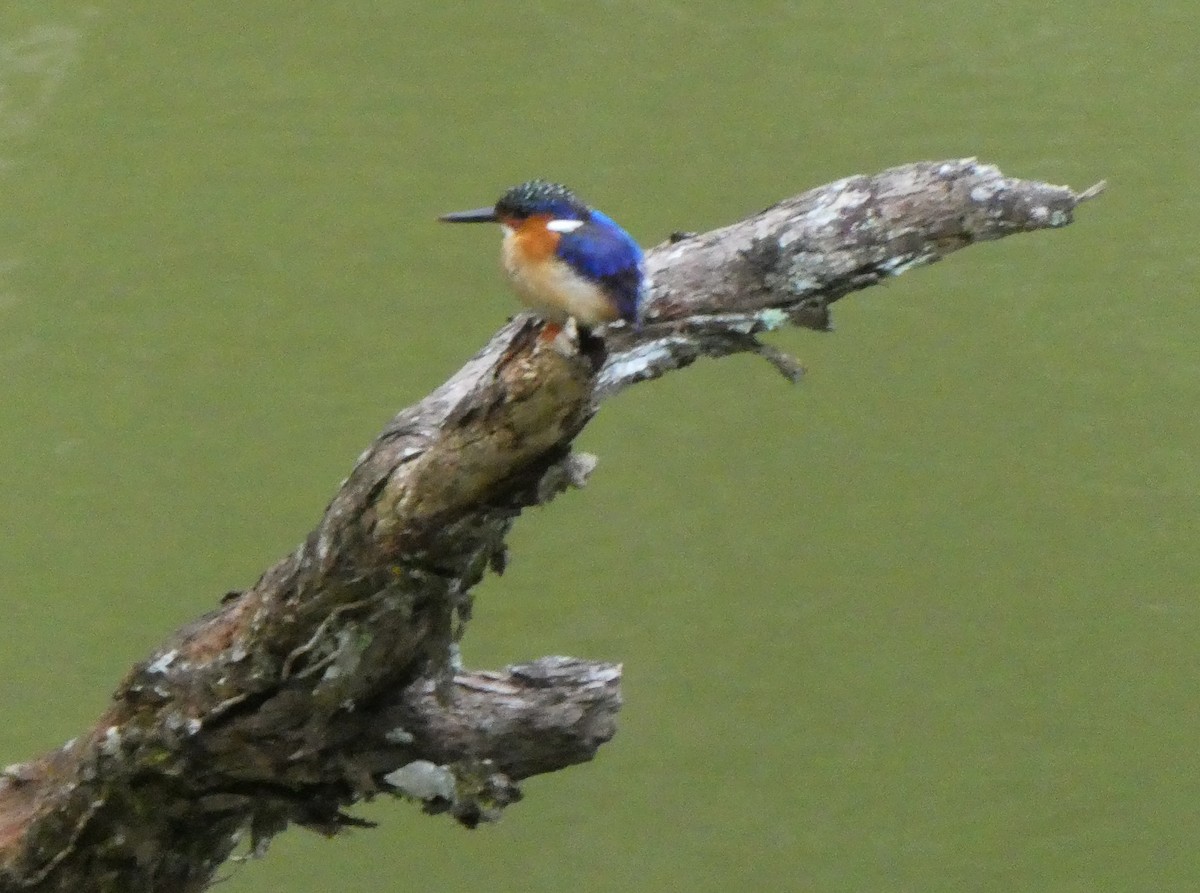 Malagasy Kingfisher - ML184360971