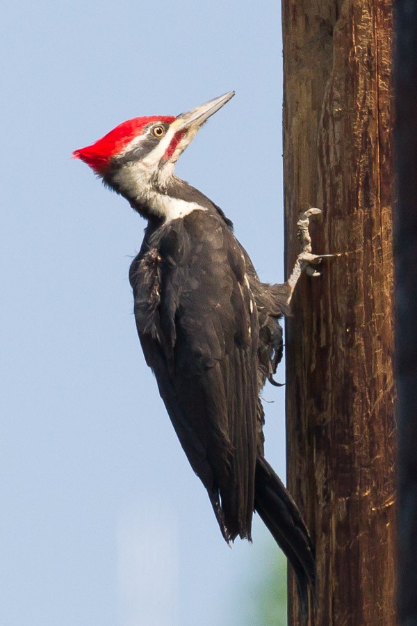 Pileated Woodpecker - ML184361461