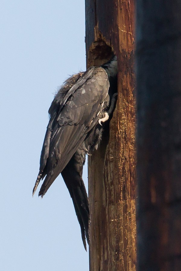 Pileated Woodpecker - ML184361471