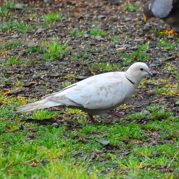 Eurasian Collared-Dove - Team Sidhu-White