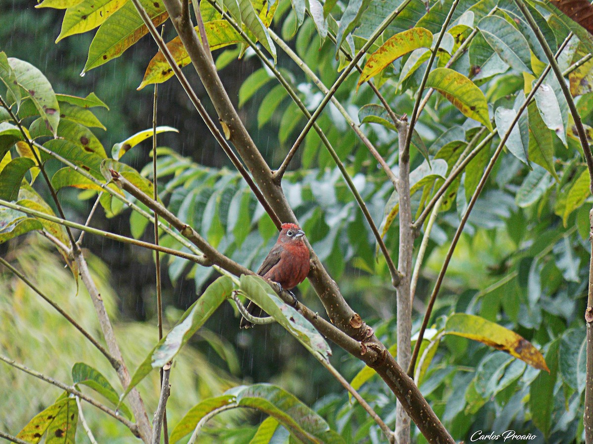 Red-crested Finch - ML184365431