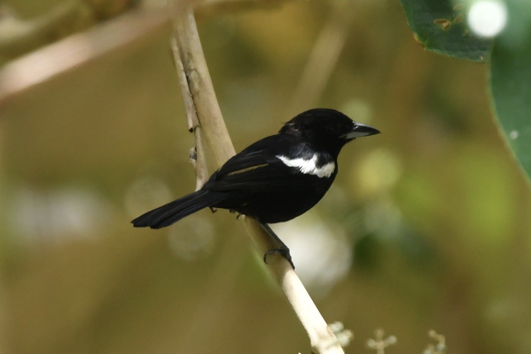 White-shouldered Tanager - ML184370401