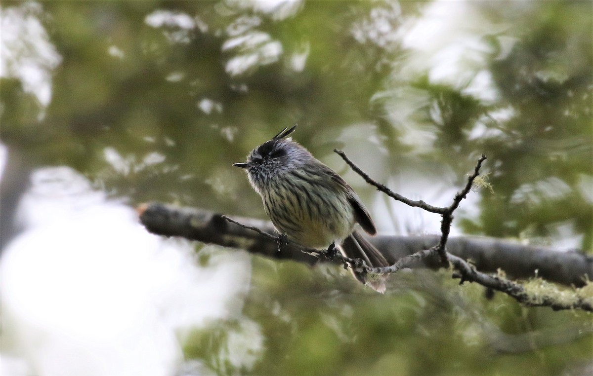 Tufted Tit-Tyrant - Larry Schmahl