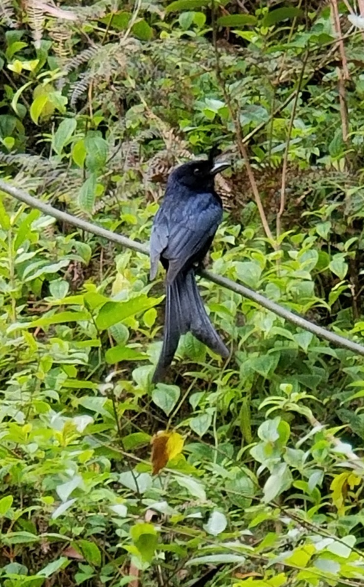 Crested Drongo - ML184371631