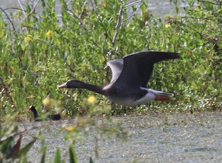 Greater White-fronted Goose, ML184376051