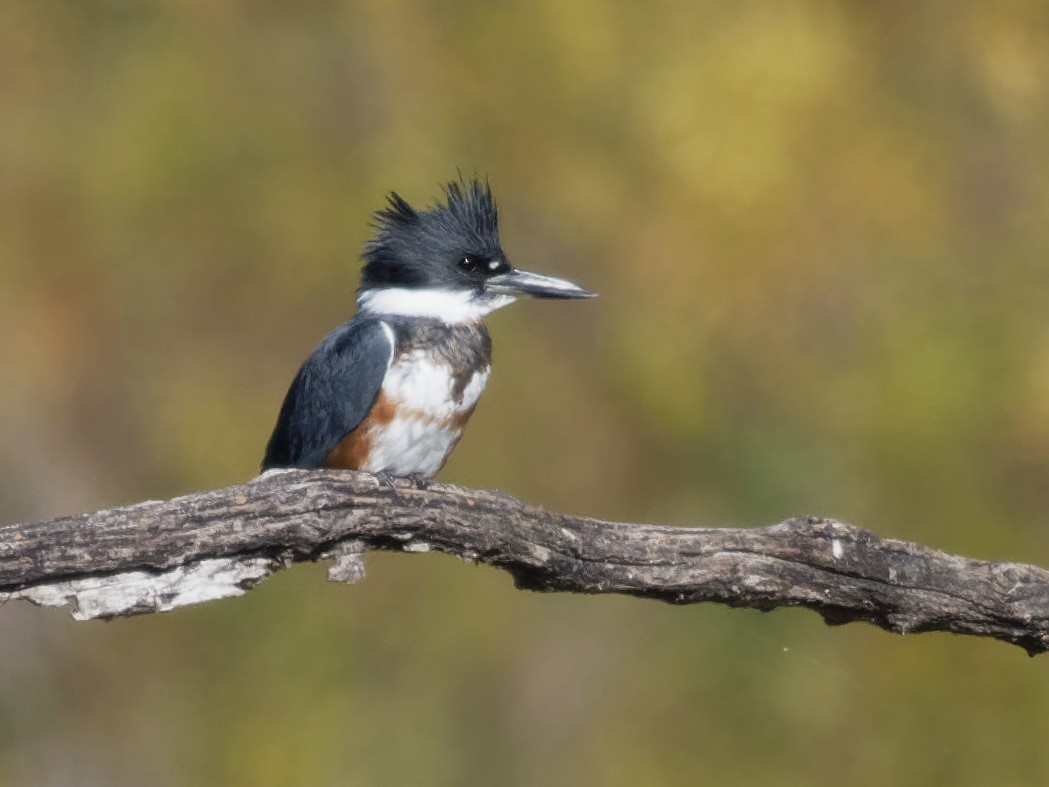 Belted Kingfisher - Dina Perry