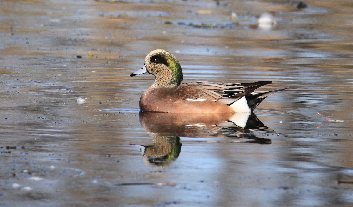 American Wigeon - Diane St-Jacques
