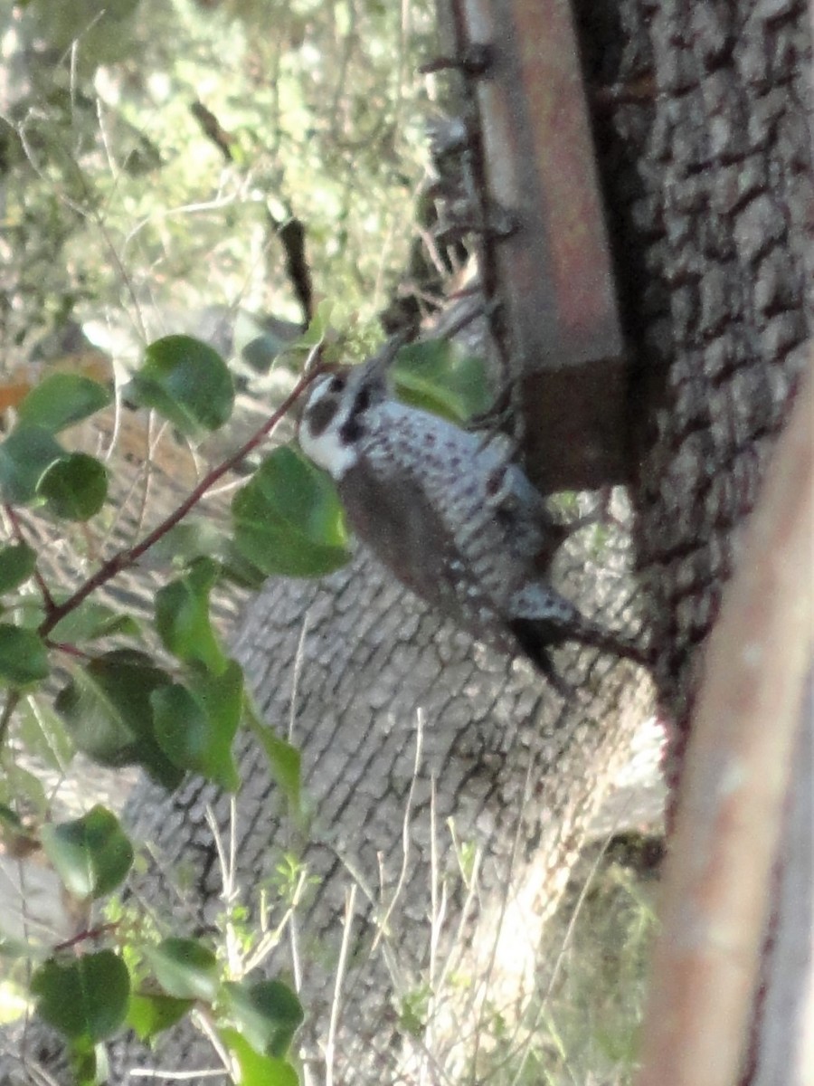 Arizona Woodpecker - ML184394221