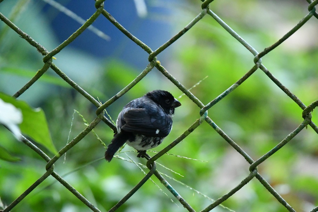 Variable Seedeater - ML184395971