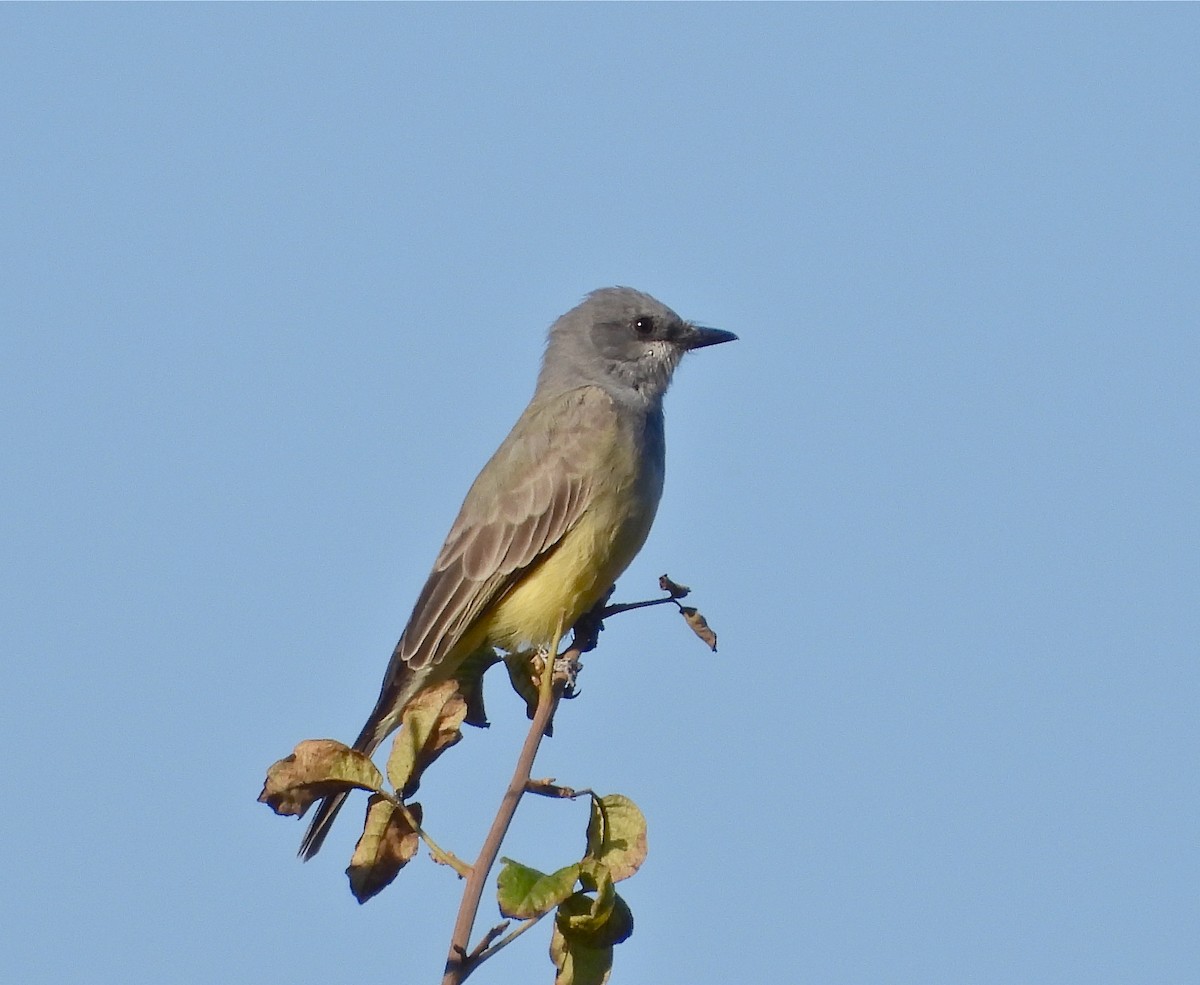 Cassin's Kingbird - Pair of Wing-Nuts