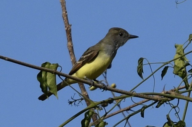 Great Crested Flycatcher - ML184396431