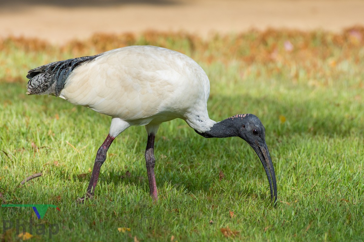 ibis australský - ML184398461